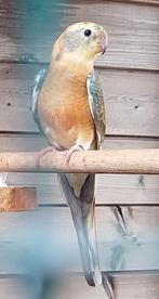 Mooi koppel Opaline Roodruggen !!!, Dieren en Toebehoren, Geringd