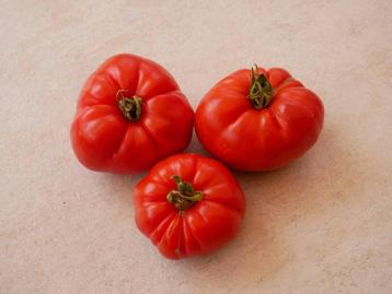 Tomatenplanten beschikbaar voor biedingen