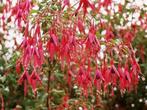 Fuchsia en Gaillardia, Tuin en Terras, Ophalen of Verzenden, Vaste plant