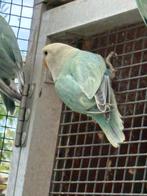dwergpapegaai roseicollis agapornid jonge bonte