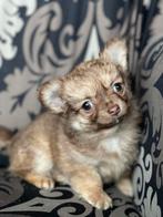 Chihuahua reu, Dieren en Toebehoren, CDV (hondenziekte), 8 tot 15 weken, België, Fokker | Professioneel