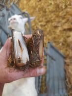 Schapen & geiten bekappen., Dieren en Toebehoren, Schapen, Geiten en Varkens