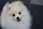 Pomeriaan/Dwergkees pup, Dieren en Toebehoren, België, Keeshond, Reu, CDV (hondenziekte)