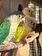Pyrrhura, Dieren en Toebehoren, Vogels | Parkieten en Papegaaien