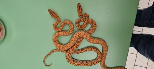 Slangen, Dieren en Toebehoren, Reptielen en Amfibieën