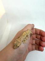Harlequin met spots  wimpergekko / crestedgecko, Dieren en Toebehoren, Reptielen en Amfibieën, Tam, 0 tot 2 jaar
