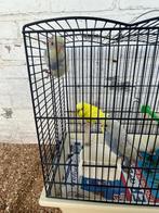 Jonge grasparkieten alle kleuren, Animaux & Accessoires, Oiseaux | Perruches & Perroquets, Plusieurs animaux, Perruche