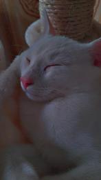Oppas gezocht voor onze lieve kat Simba, 1 jaar oud, Dieren en Toebehoren, Ophalen, Nieuw