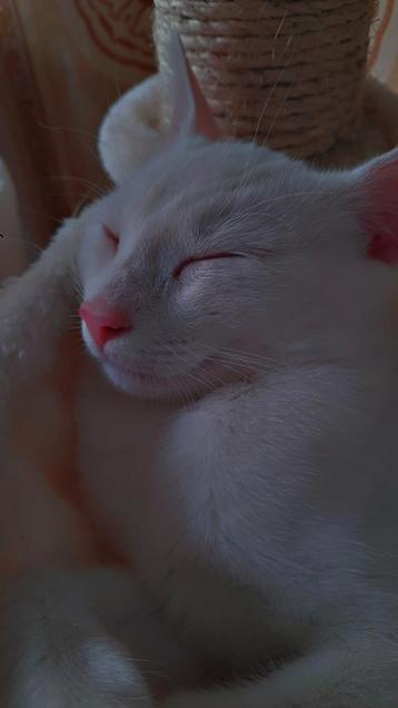 Nous recherchons une baby-sitter pour notre adorable chatte, Enlèvement, Neuf