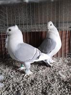 Oud-Oosterse Meeuwen., Dieren en Toebehoren, Vogels | Duiven