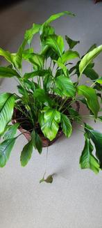 Kamerplant maanplant met kelkbloem, Huis en Inrichting, Ophalen, 100 tot 150 cm, Overige soorten, Halfschaduw