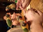 Tamme parkieten, Dieren en Toebehoren, Vogels | Parkieten en Papegaaien, Tam