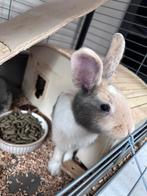 2 mannelijke dwergkonijntjes, Animaux & Accessoires, Lapins, Mâle, Nain, 0 à 2 ans