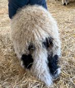 walliser schwarznase fokkoppel, Dieren en Toebehoren, Schapen, Geiten en Varkens, Meerdere dieren, Schaap, 0 tot 2 jaar