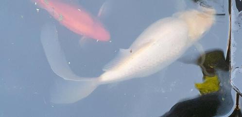 SLUIERSTAARTEN GIUDVISSEN VAN 20 TOT 35 CM, Dieren en Toebehoren, Vissen | Vijvervissen, Goudvis(sen)