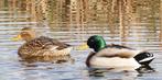 wilde eenden, Dieren en Toebehoren, Pluimvee, Meerdere dieren, Eend