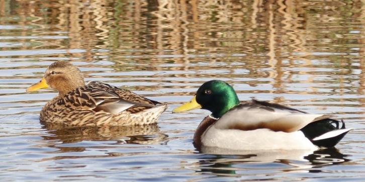 wilde eenden, Dieren en Toebehoren, Pluimvee, Eend, Meerdere dieren