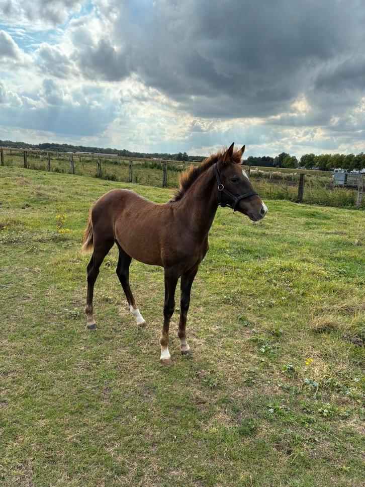 Mooi brp merrie veulen, Dieren en Toebehoren, Pony's, Merrie, D pony (1.37m tot 1.48m), Springpony, 0 tot 2 jaar, Met stamboom