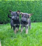 duitse herder pups, Dieren en Toebehoren, Honden | Herdershonden en Veedrijvers, België, CDV (hondenziekte), 8 tot 15 weken, Meerdere
