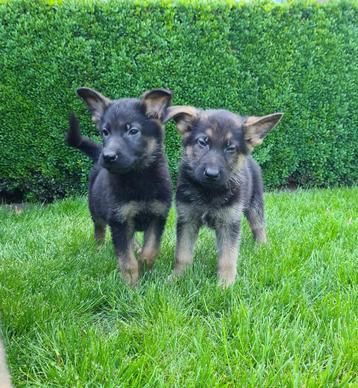 duitse herder pups beschikbaar voor biedingen