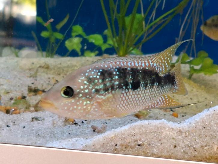 Jong koppel Cichlasoma/Nandopsis istlanum, Dieren en Toebehoren, Vissen | Aquariumvissen, Zoetwatervis, Vis