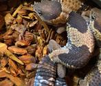 Jonge vetstaartgekko’s – Hemitheconyx caudicinctus, Hagedis, 0 tot 2 jaar