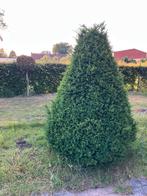 Taxus kegel, Ophalen, Taxus, 100 tot 250 cm