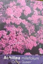 Achillea millefolium 'Cerise Queen', laatste 7 potjes, Jardin & Terrasse, Plantes | Jardin, Autres espèces, Plein soleil, Été