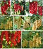 RODE TROSBES-STRUIKEN, 3€/STUK ( RAS VOOR GROTE OOGSTEN ! ), Tuin en Terras, Planten | Tuinplanten, Volle zon, Vaste plant, Ophalen of Verzenden