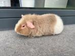 Jonge teddy cavia, Dieren en Toebehoren, Knaagdieren, Cavia, Tam