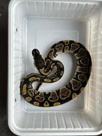 0.1 ball python - mahogany het pied, Dieren en Toebehoren