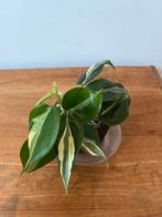 Philodendron Cream Splash of Silver Stripe, Ophalen of Verzenden