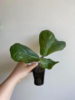 Ficus Lyrata, Maison & Meubles, Plantes d'intérieur, Ficus, Enlèvement ou Envoi