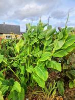 Canna tuerckheimii  10 € volledige struik, Tuin en Terras, Ophalen, Vaste plant