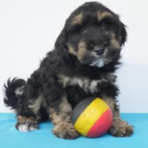 Poedel X Tibetaanse Terriër - Belgische pups te koop, Dieren en Toebehoren, Honden | Chihuahua's en Gezelschapshonden, Meerdere dieren