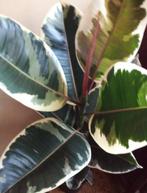 Ficus elastica, Huis en Inrichting, Kamerplanten, Ophalen, Ficus