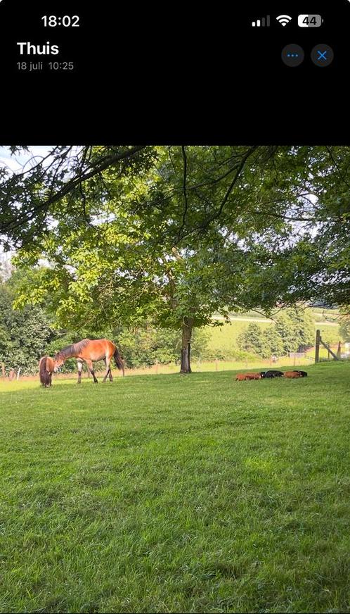 Adoptiepaard / pony GEZOCHT (zeer lage prijsklasse mag ook), Dieren en Toebehoren, Paarden