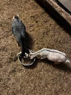 Dwergeitjes miekes super mooi, Ophalen of Verzenden, Zo goed als nieuw