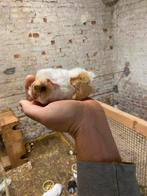 Peruviaanse caviatjes, Dieren en Toebehoren, Knaagdieren, Cavia, Augustus, Meerdere dieren, Tam