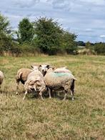Ooien, Animaux & Accessoires, Moutons, Chèvres & Cochons