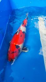Japanse koi, Dieren en Toebehoren, Vissen | Vijvervissen