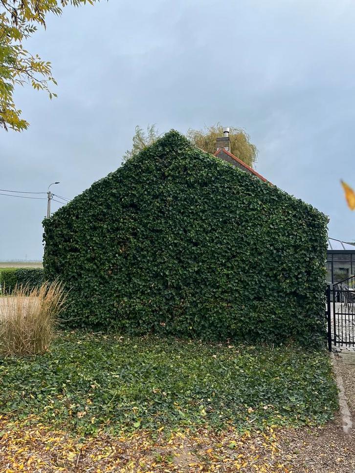 Tuinonderhoud, Tuin en Terras, Bosmaaiers, Ophalen