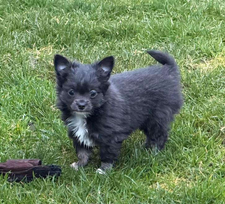 Langharige chihuahua pupjes, Animaux & Accessoires, Chiens | Chihuahuas & Chiens de compagnie, Plusieurs animaux, Chihuahua, Éleveur | Loisir