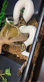 Python regius, Ophalen, Gebruikt, Terrarium of Paludarium