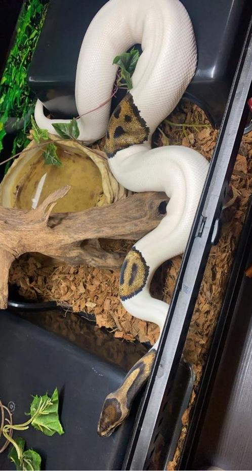 Python regius, Dieren en Toebehoren, Reptielen en Amfibieën | Toebehoren, Gebruikt, Terrarium of Paludarium, Ophalen