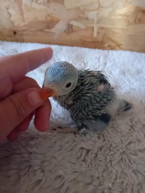 halsbandparkiet voor handopfok, Dieren en Toebehoren, Vogels | Parkieten en Papegaaien, Parkiet, Geslacht onbekend, Tam, Geringd