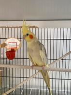 2 valkparkieten te koop, Dieren en Toebehoren