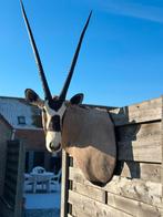 Taxidermie uniek paarden antielope of oryx, Enlèvement