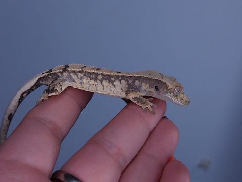Witte donkere wimpergekko baby, Dieren en Toebehoren, Reptielen en Amfibieën, Hagedis, 0 tot 2 jaar, Tam