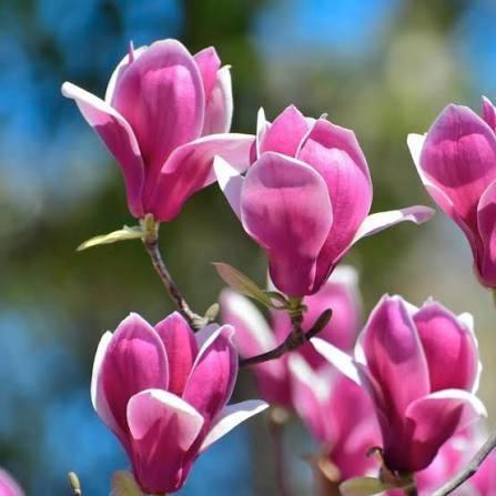 Magnolia Susan, Jardin & Terrasse, Plantes | Jardin, Mi-ombre, Enlèvement